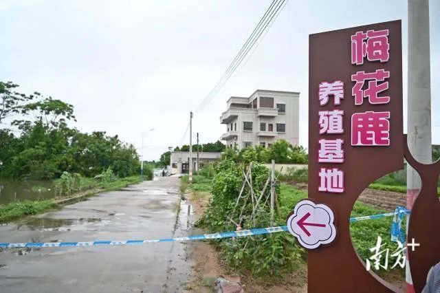 官茂名出遁鳄鱼已抓回一个别暂未接到鳄鱼伤人变乱的叙述大红鹰线上娱乐